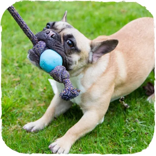 BeCo - Ball on Rope - Green