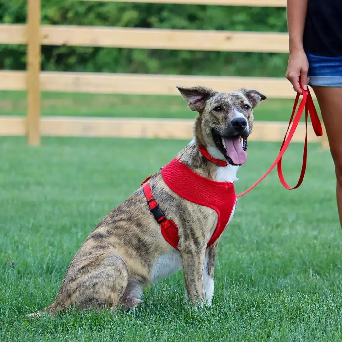 Coastal Pet Products Comfort Soft Adjustable Mesh Dog Harness