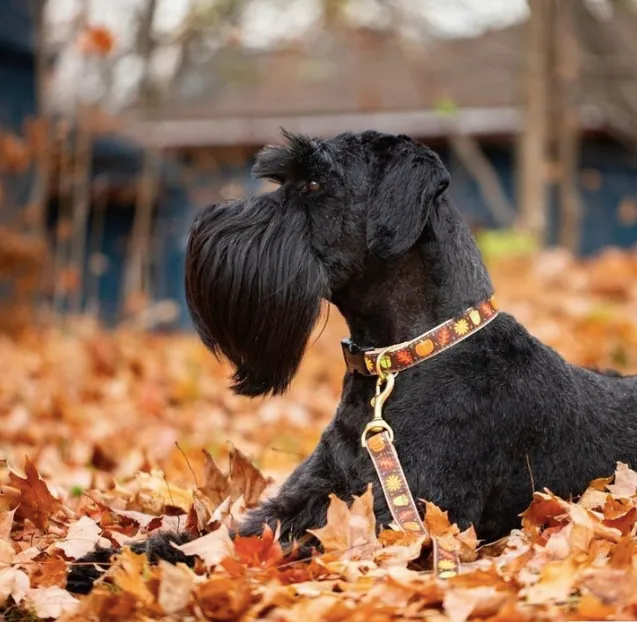 Leash | Harvest Time