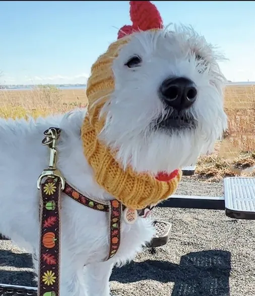 Leash | Harvest Time
