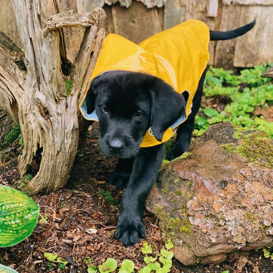 Nantucket Raincoat Slicker by Up Country
