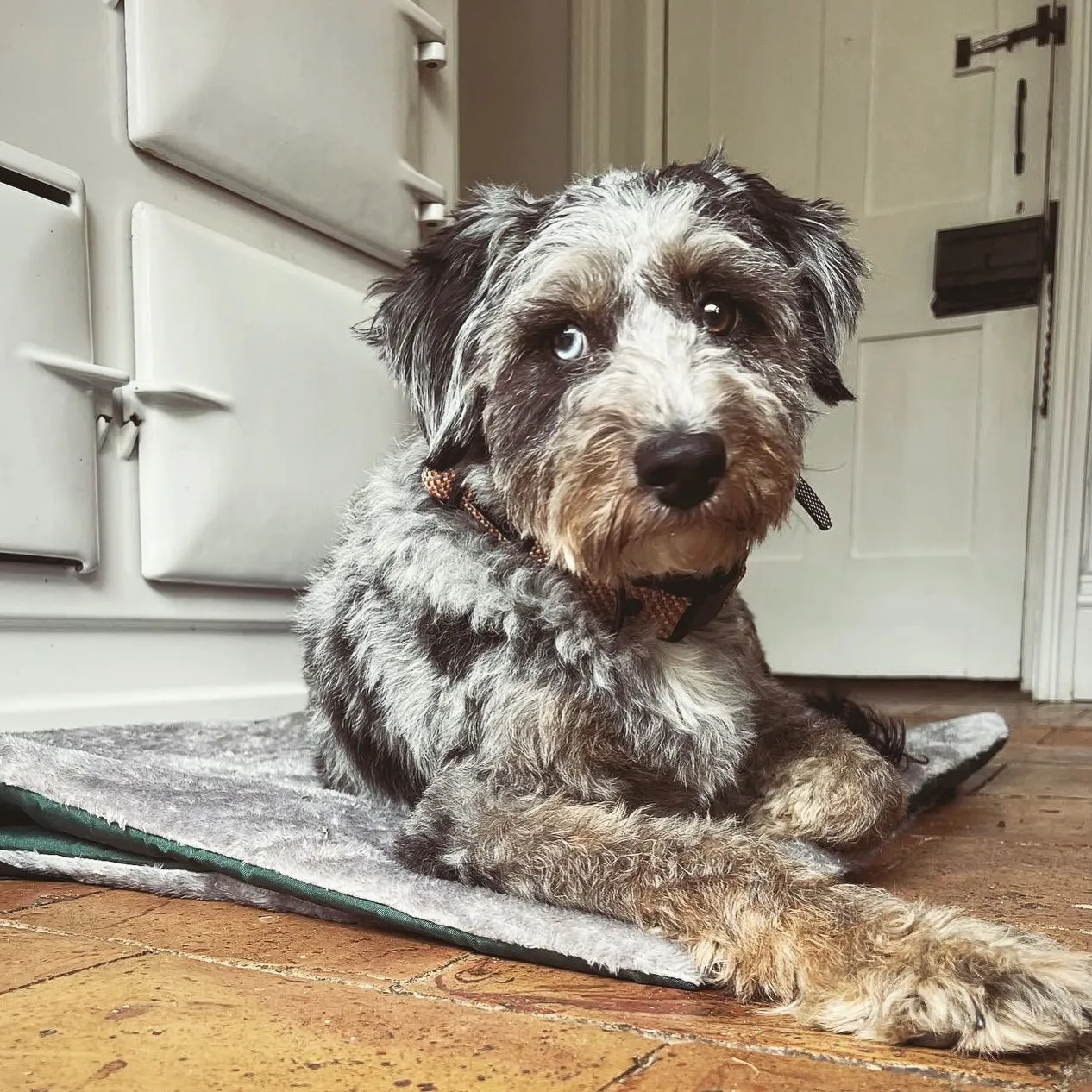 Pet Travel Mat