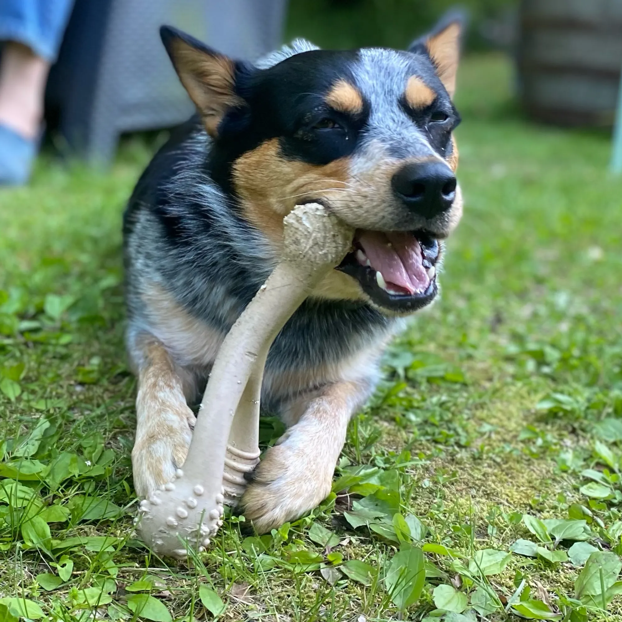 The Better Bone Natural Dog Bone BetterBone CLASSIC - All Natural, Non-Toxic, Safer on Teeth, Soft, Puppy, Dog Chew-NYLON FREE