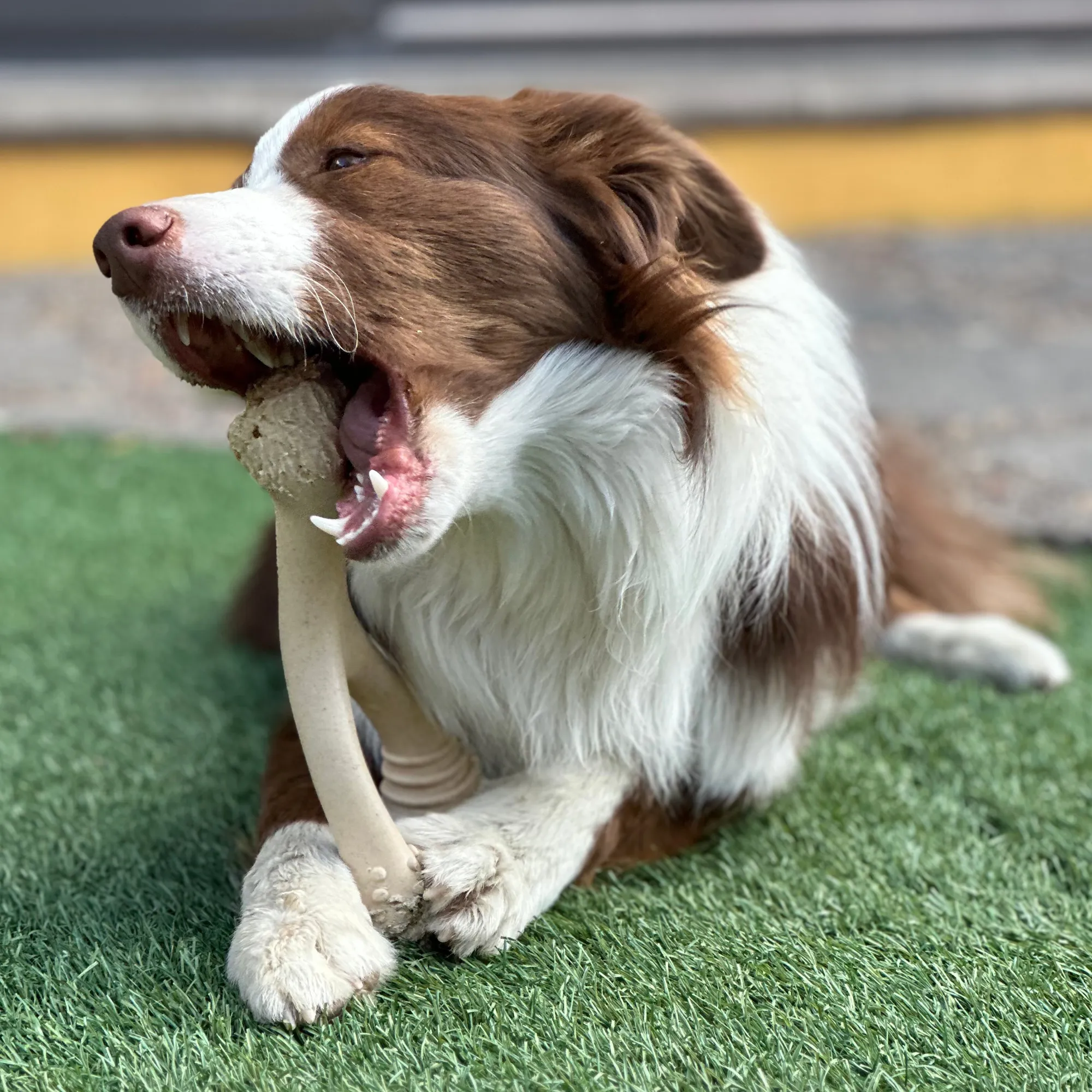 The Better Bone Natural Dog Bone BetterBone CLASSIC - All Natural, Non-Toxic, Safer on Teeth, Soft, Puppy, Dog Chew-NYLON FREE