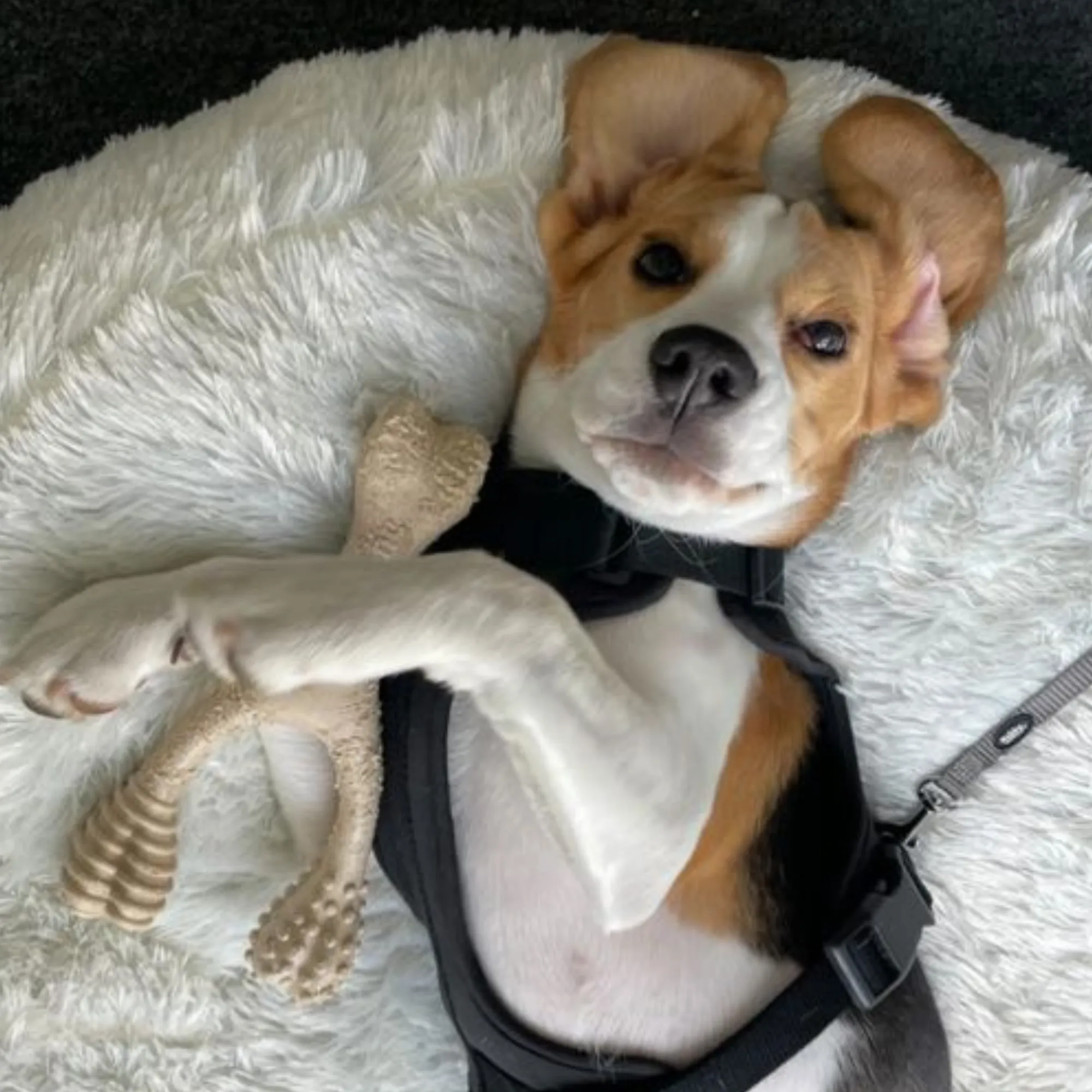 The Better Bone Natural Dog Bone BetterBone CLASSIC - All Natural, Non-Toxic, Safer on Teeth, Soft, Puppy, Dog Chew-NYLON FREE