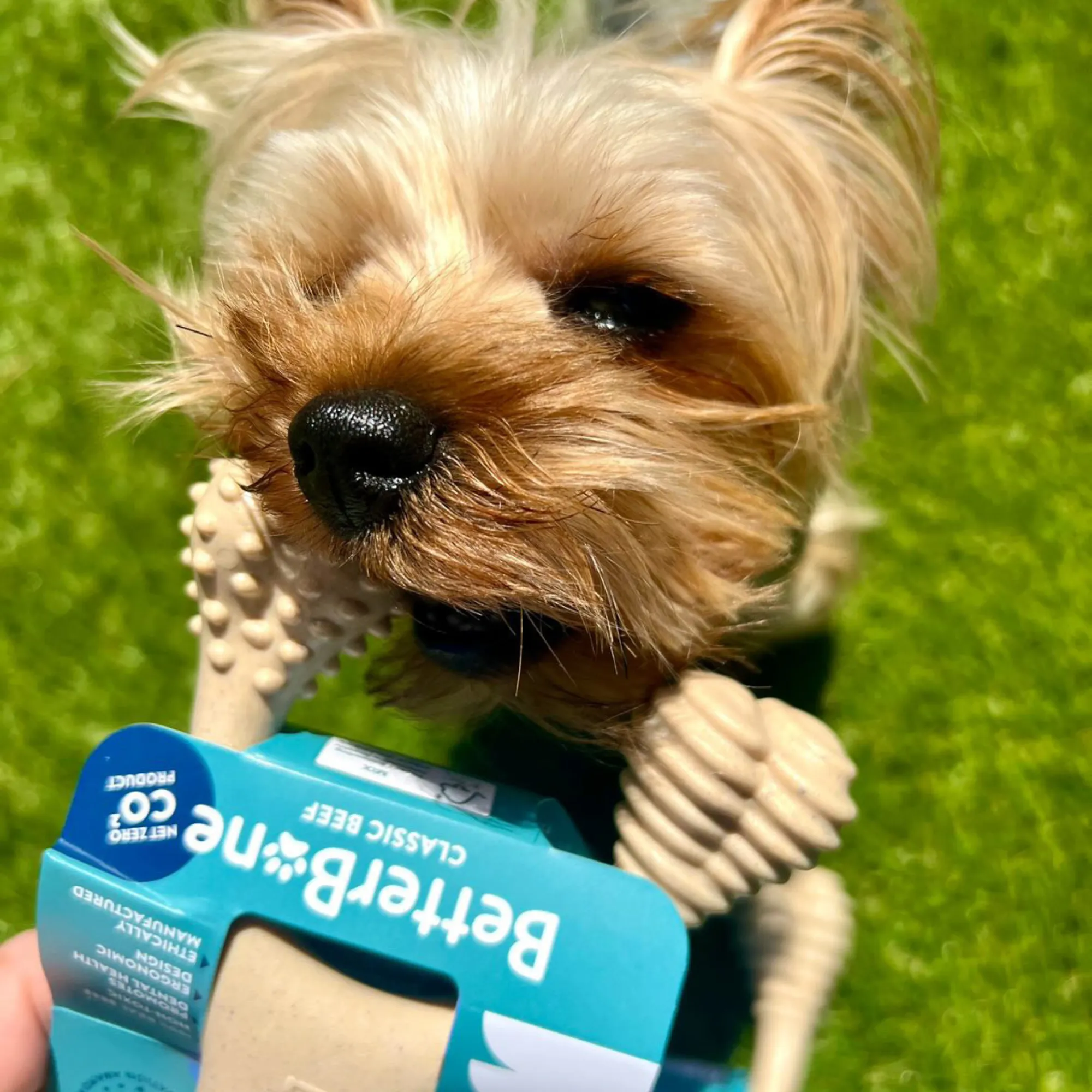 The Better Bone Natural Dog Bone BetterBone CLASSIC - All Natural, Non-Toxic, Safer on Teeth, Soft, Puppy, Dog Chew-NYLON FREE
