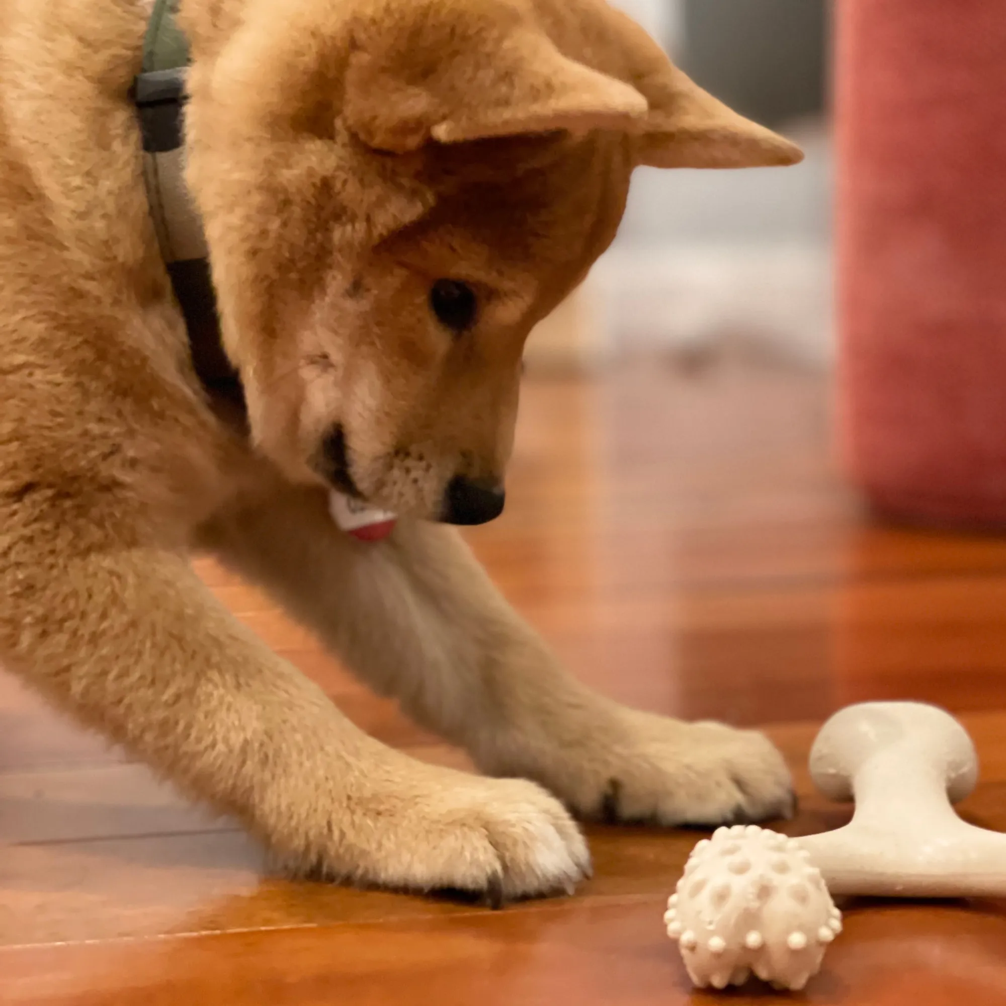 The Better Bone Natural Dog Bone BetterBone CLASSIC - All Natural, Non-Toxic, Safer on Teeth, Soft, Puppy, Dog Chew-NYLON FREE