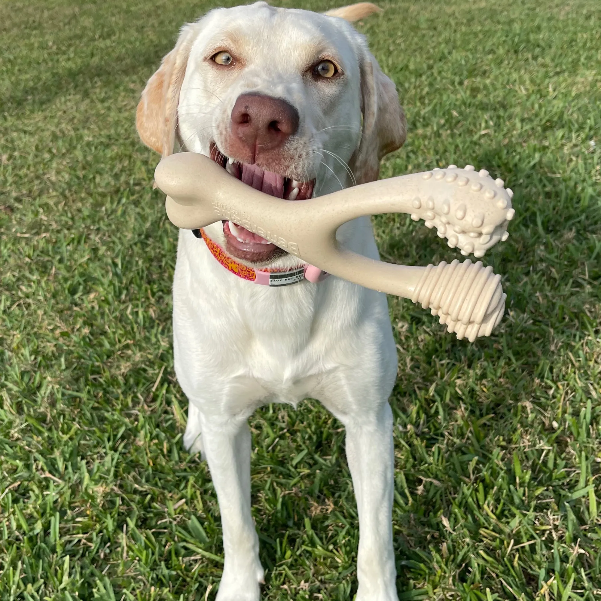The Better Bone Natural Dog Bone BetterBone CLASSIC - All Natural, Non-Toxic, Safer on Teeth, Soft, Puppy, Dog Chew-NYLON FREE