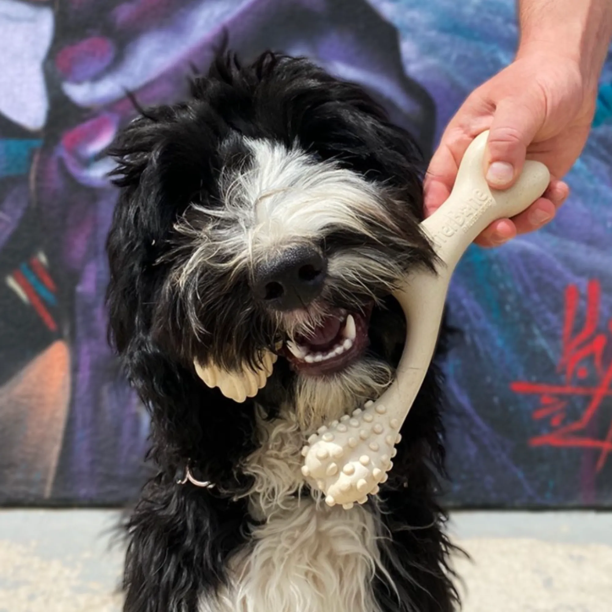 The Better Bone Natural Dog Bone BetterBone CLASSIC - All Natural, Non-Toxic, Safer on Teeth, Soft, Puppy, Dog Chew-NYLON FREE