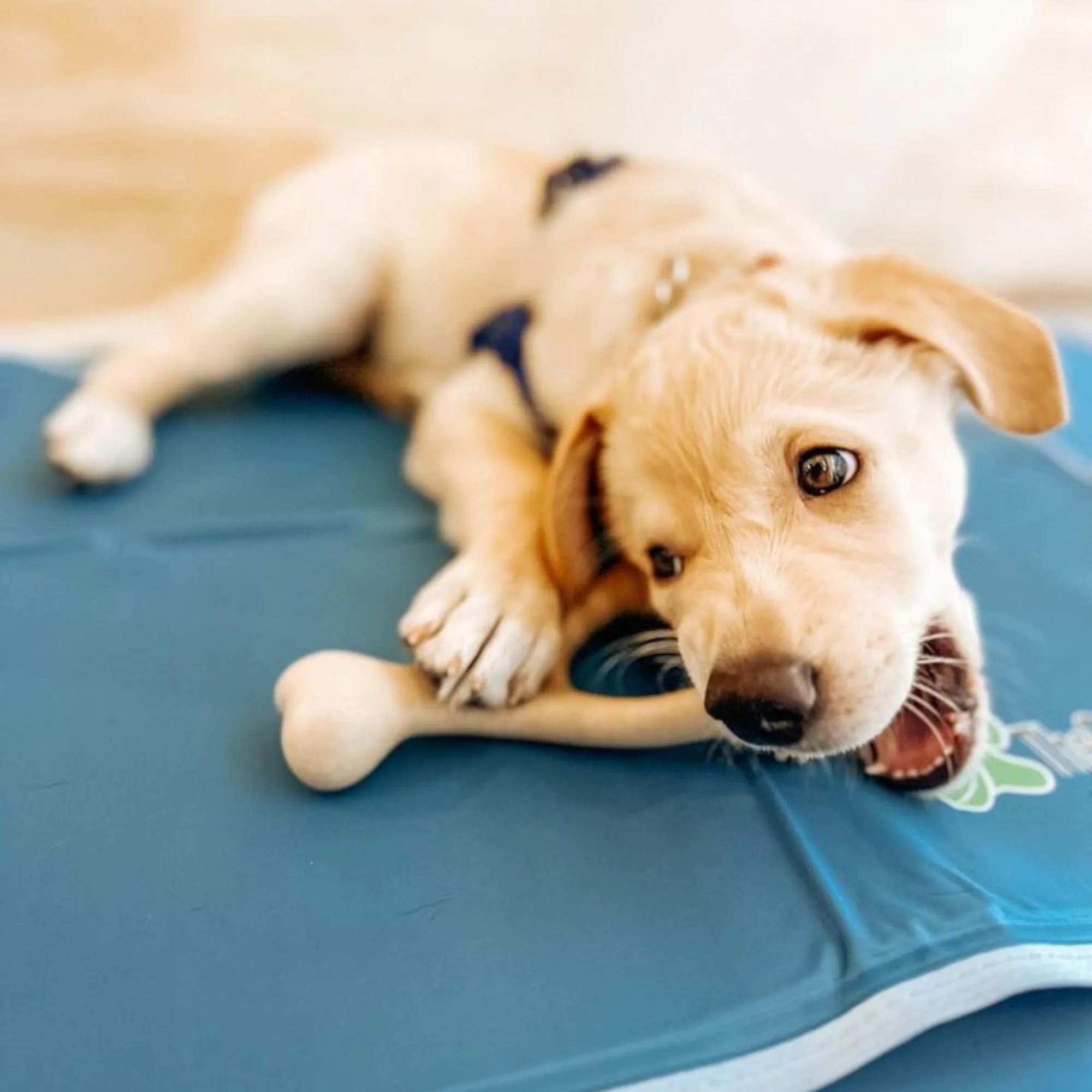 The Better Bone Natural Dog Bone BetterBone CLASSIC - All Natural, Non-Toxic, Safer on Teeth, Soft, Puppy, Dog Chew-NYLON FREE
