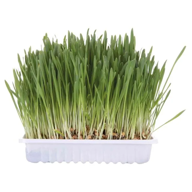 Trixie | Natural Cat Enrichment | Barley Grass Seed Refill Bag - 100g