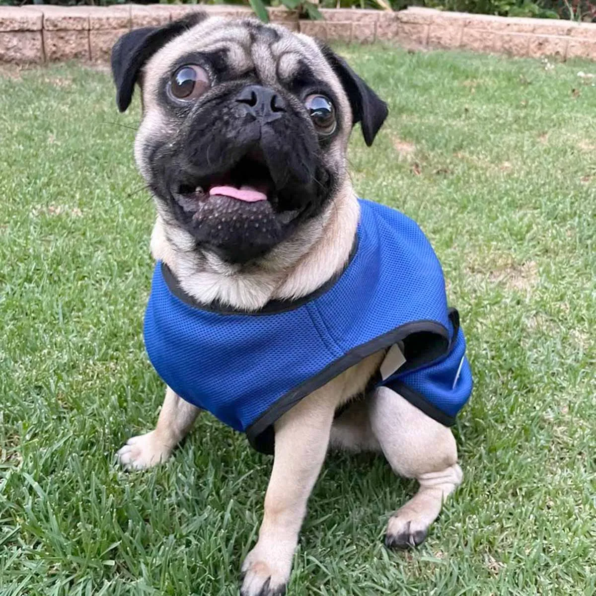 Vetopop Dog Cooling Vest