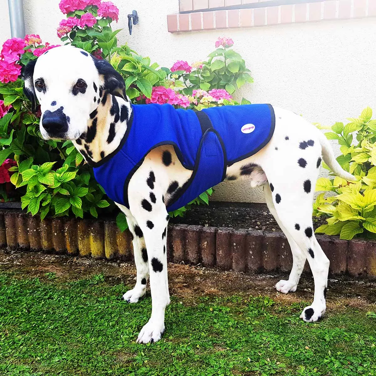 Vetopop Dog Cooling Vest
