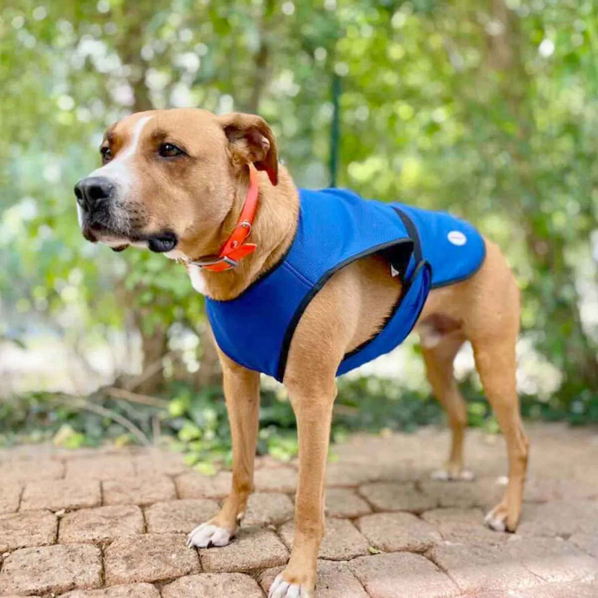 Vetopop Dog Cooling Vest