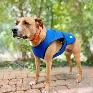 Vetopop Dog Cooling Vest